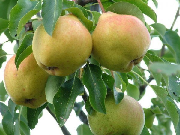 Gren av päron Moskvichka med frukter