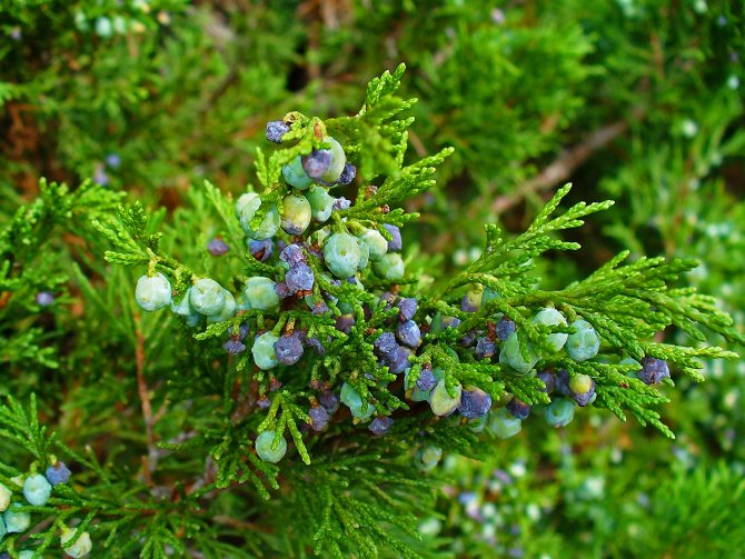 Juniper branches with berries