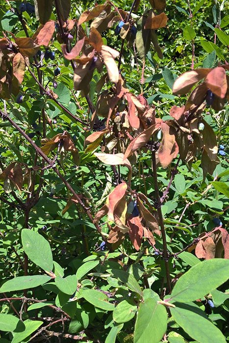 cawangan honeysuckle dengan daun kering dan buah-buahan, penyakit dan perosak honeysuckle