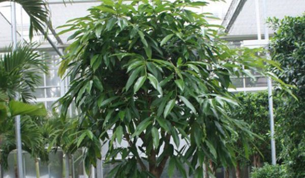 Ficus-arter