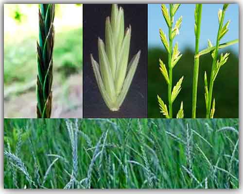 Вид колос на житна трева в различни периоди на зреене