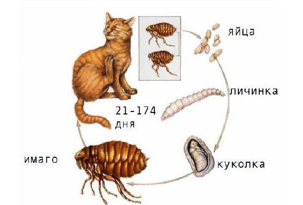 specii de purici de pisică