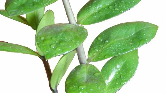 Art der Blätter von Zamiokulkas