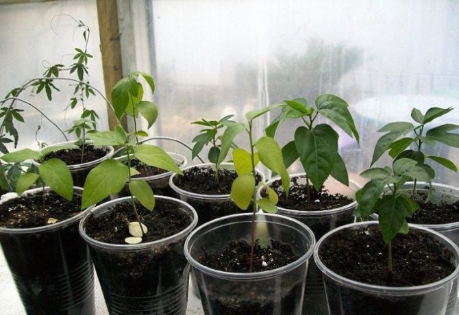 Passiflora seedlings