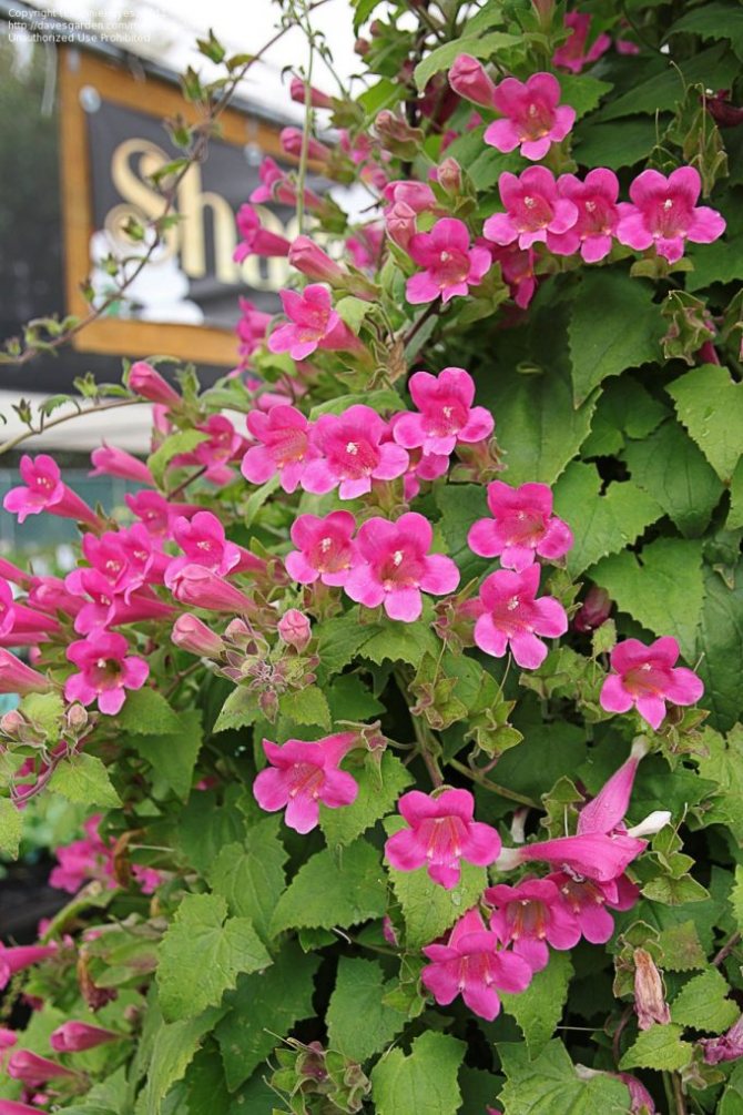 kind of plant with pink flowers