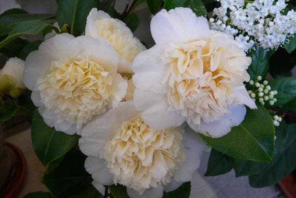 изглед с бели цветя