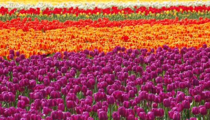 Letecký pohled na tulipány v Burgervlotbrug, Holandsko
