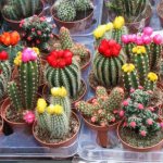 arter kaktusar blommar