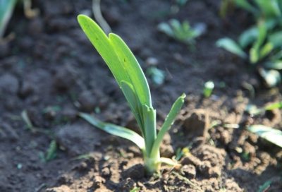 Caracteristici specifice și descrierea soiurilor de ceapă-nămol. Plantarea și îngrijirea culturilor în câmp deschis