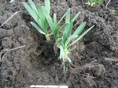Specific features and description of varieties of onion-slime. Planting and caring for crops in the open field