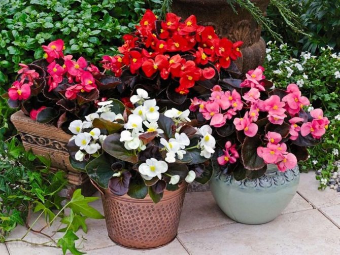 Types of room begonias - a detailed description of the most popular types with photos