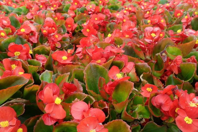 Types of room begonias - a detailed description of the most popular types with photos