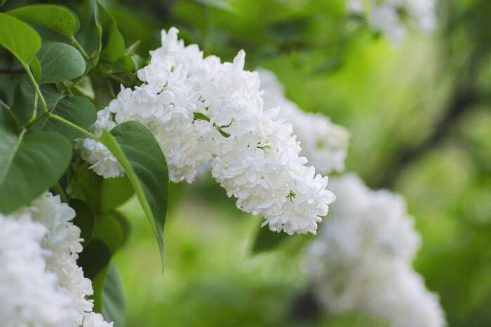 types of white lilac