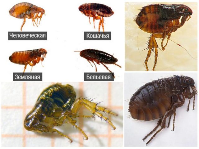 pulgas species