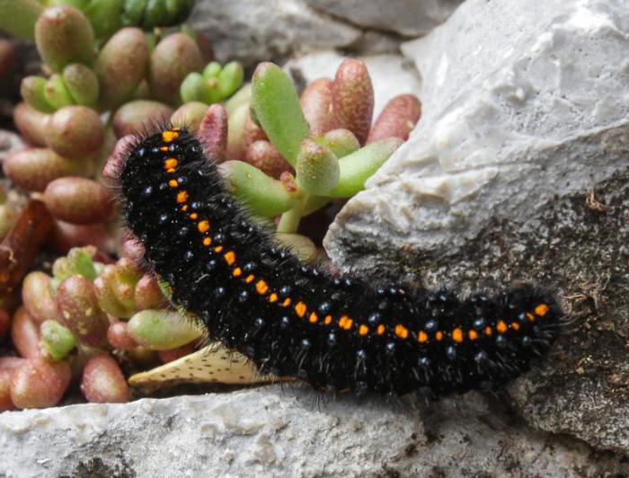 types of black caterpillars