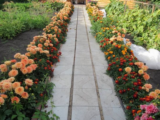 types of flower beds and flower beds