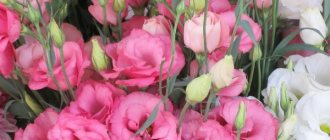 Types of Eustoma and popular varieties