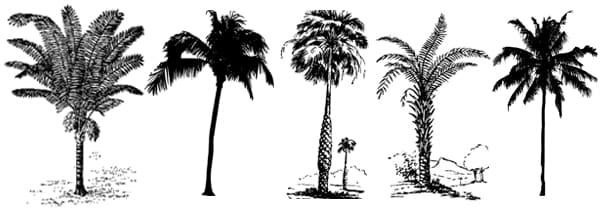 Types de palmiers dattiers
