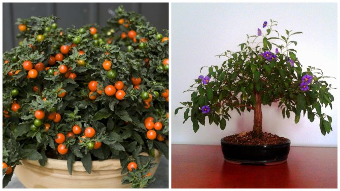 Arten der Kronenbildung von Solanum