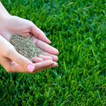 types of lawns and their characteristics