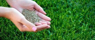 types of lawns and their characteristics
