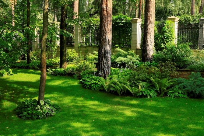 types of lawns