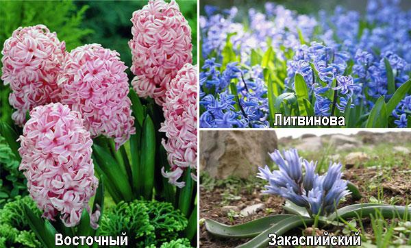 mga uri ng hyacinths