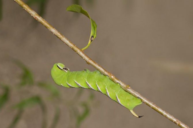 types of caterpillars and butterflies