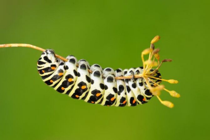types of caterpillars in russia
