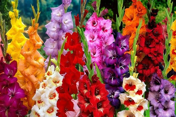 Types and popular varieties of gladioli