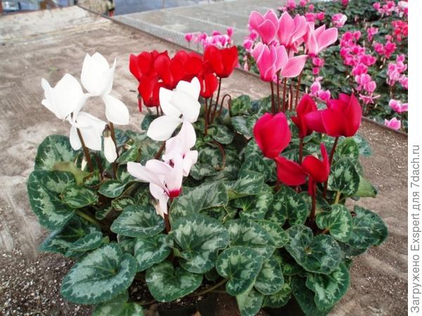 types and varieties of cyclamen