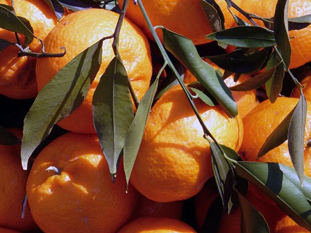 Types and varieties of homemade tangerine