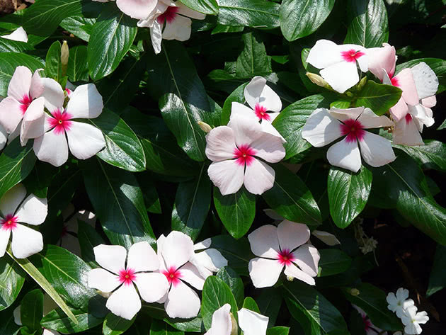 Types and varieties of catharanthus
