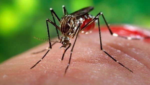 Typer och metoder för skydd mot myggor