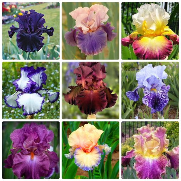 Types of irises