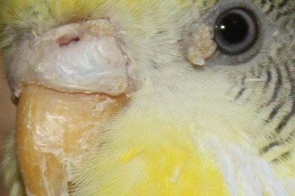 Tipuri de acarieni într-un papagal