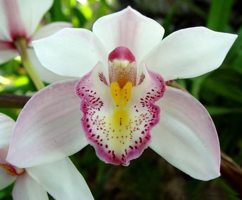 Видове вътрешни орхидеи