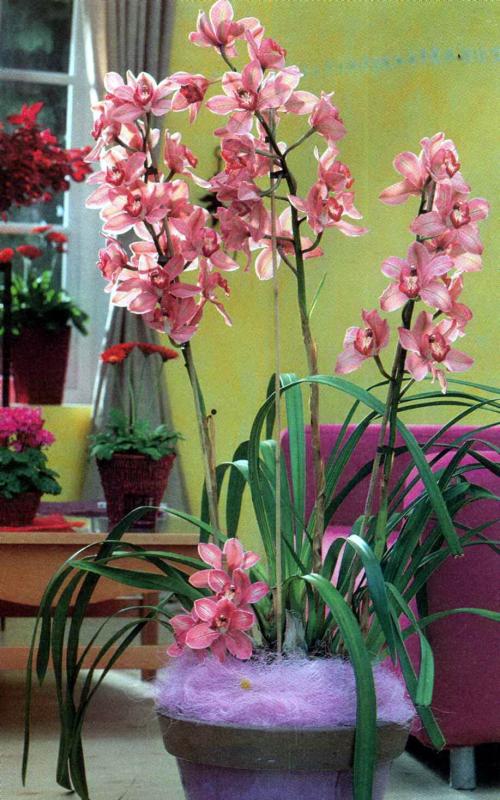 Typer av inomhus orkidéer