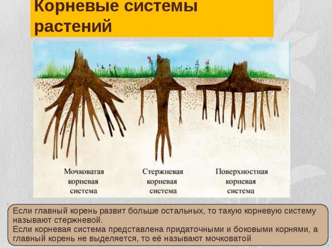 Jenis sistem akar