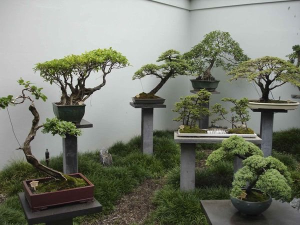 tipuri de bonsai de coroană