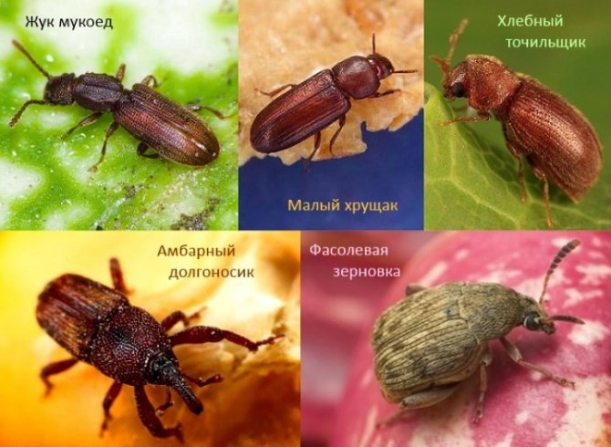 Types of cereal bugs