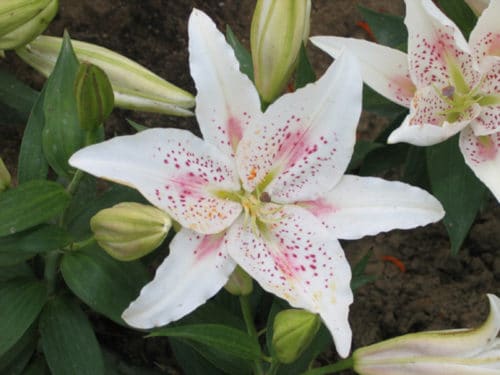 Lily species: oriental hybrid
