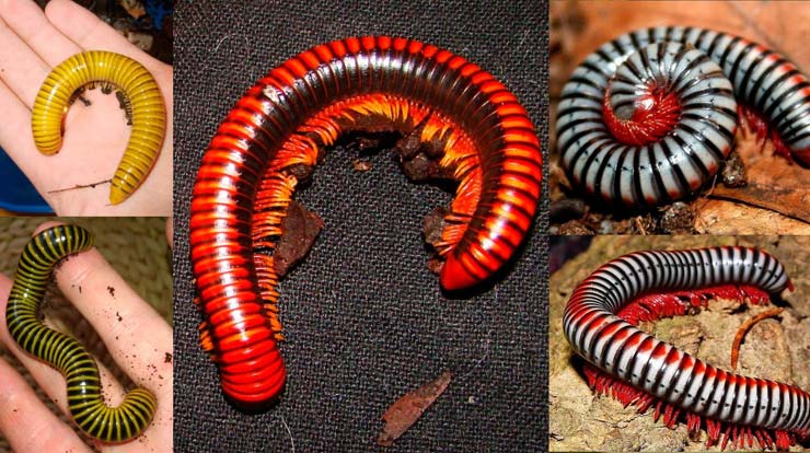 types of millipedes