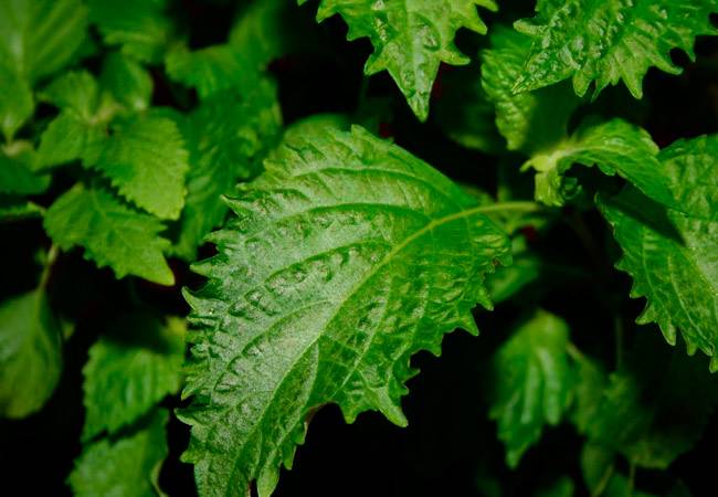 Mga species ng mint: Japanese mint Mentha japonica