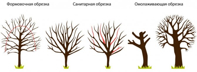 Types of cherry pruning