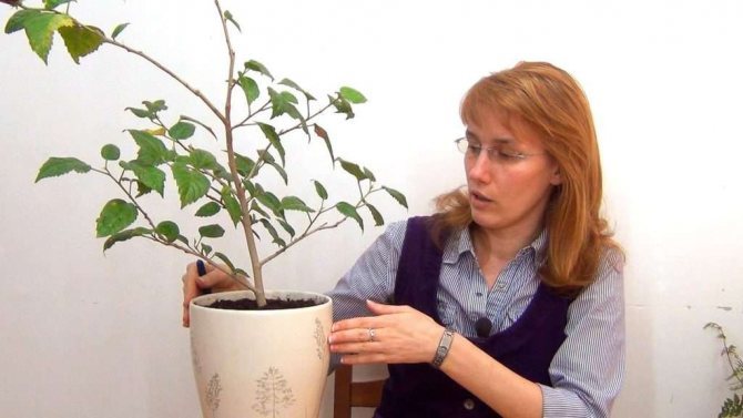 أنواع تقليم الكركديه - دليل لتصحيح تكوين تاج النبات