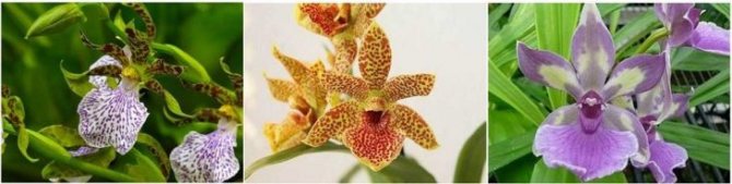 Typer av Zigopetalum orkidéer