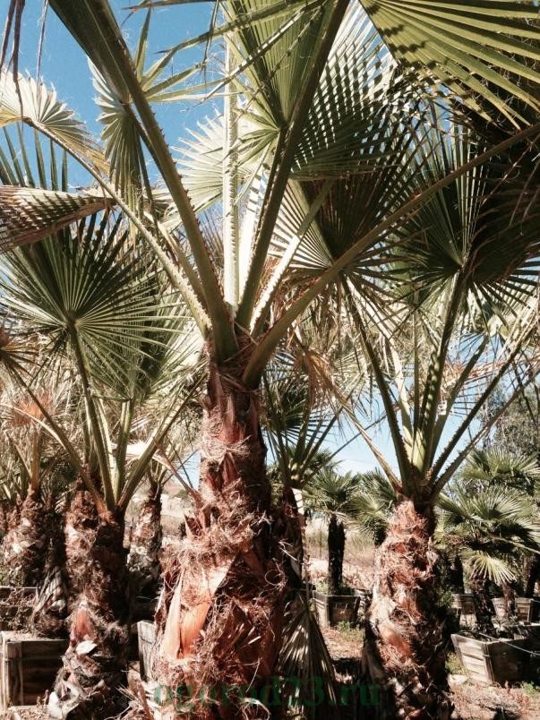 typer av palmer 9