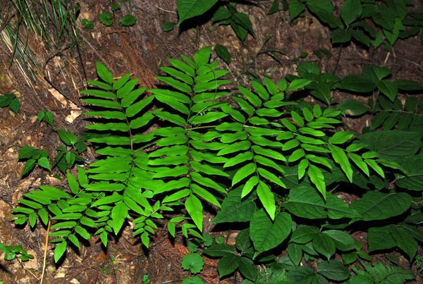 fern species Japanese Chistous