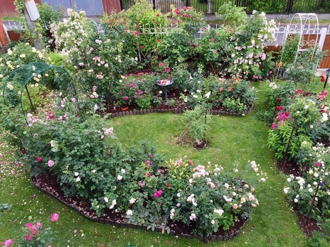 видове розови градини